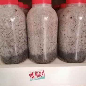 鸡腿菇特白39原种！800毫升瓶装原种！棉籽壳培养基！