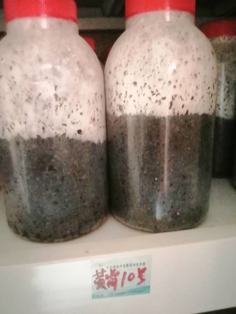 平菇原种，黑白色有现货！广中高温有现货供应！