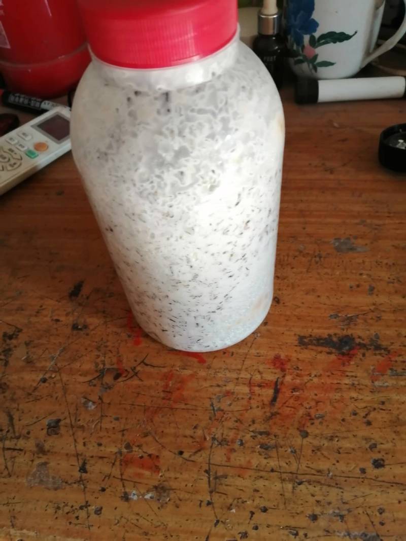 平菇原种，黑白色有现货！广中高温有现货供应！