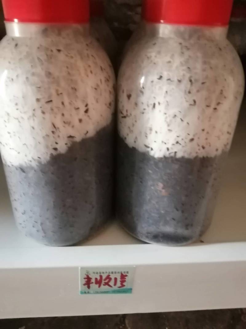 平菇原种，黑白色有现货！广中高温有现货供应！