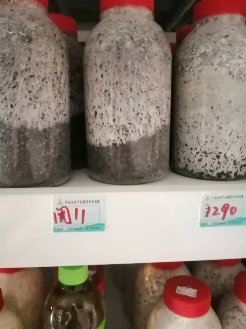 平菇原种，黑白色有现货！广中高温有现货供应！