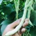 白芸豆白豆角精品芸豆白不老芸豆新开园