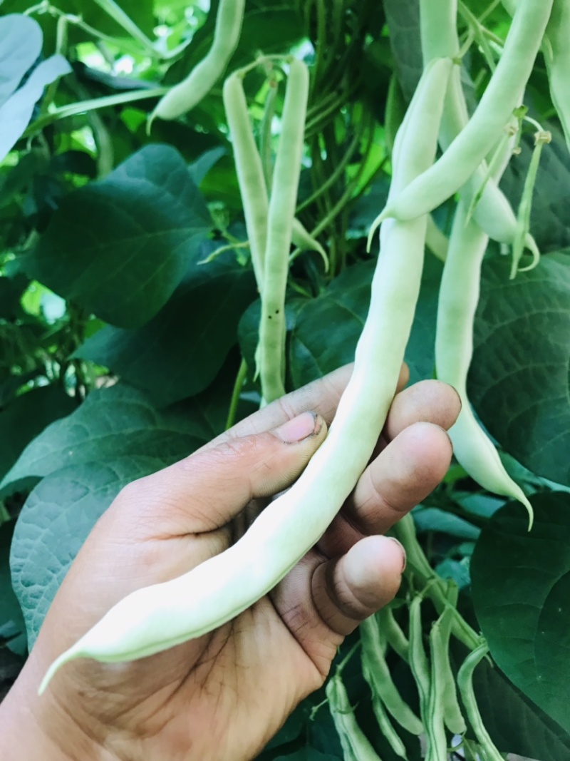 白芸豆白豆角精品芸豆白不老芸豆新开园