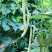 白芸豆白豆角精品芸豆白不老芸豆新开园