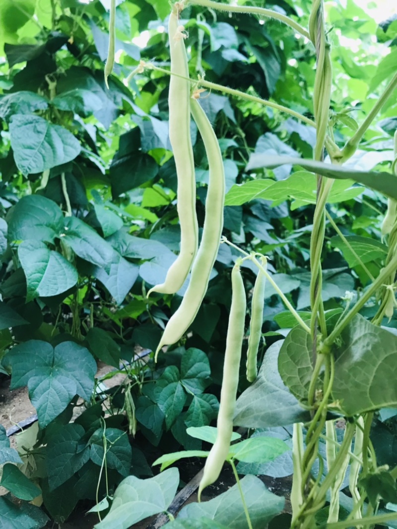 白芸豆白豆角精品芸豆白不老芸豆新开园