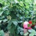 白芸豆白豆角精品芸豆白不老芸豆新开园