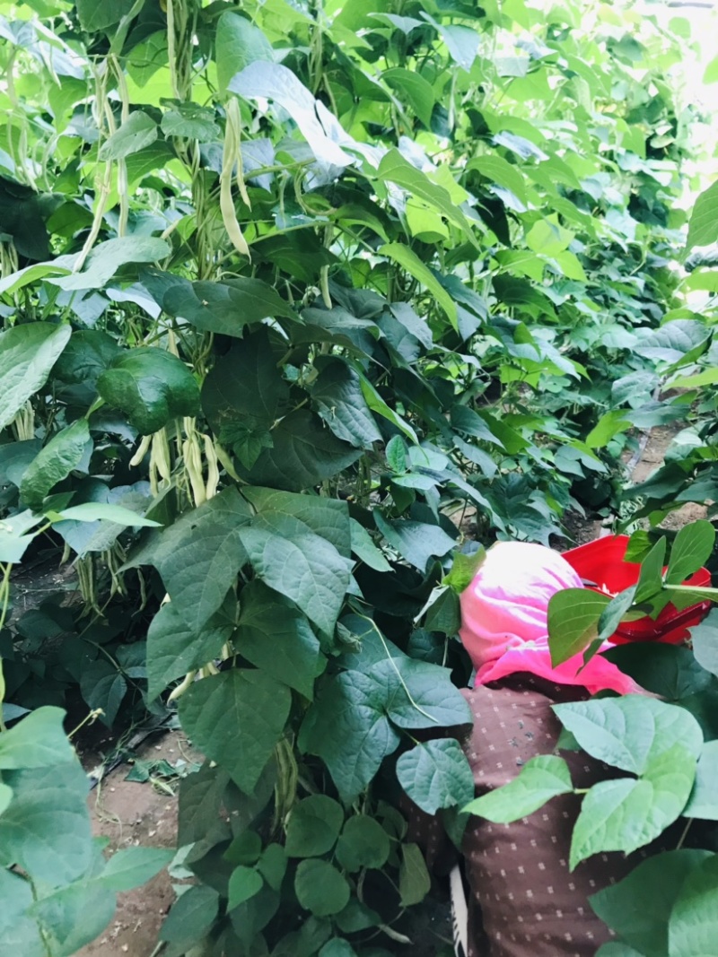 白芸豆白豆角精品芸豆白不老芸豆新开园