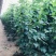 白芸豆白豆角精品芸豆白不老芸豆新开园