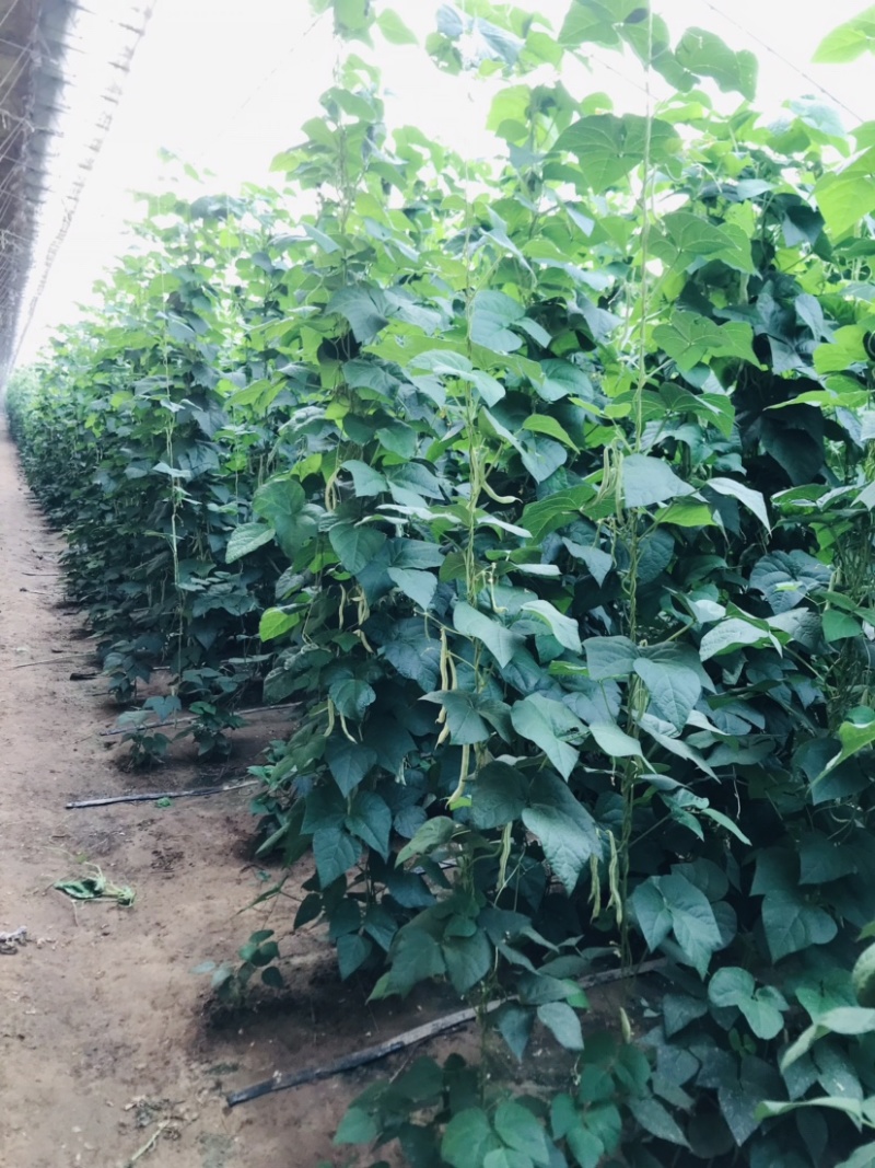 白芸豆白豆角精品芸豆白不老芸豆新开园