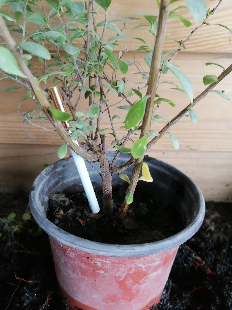 雪柳粉色雪柳喷雪花适合鲜切花，盆花，干枝，高端园艺