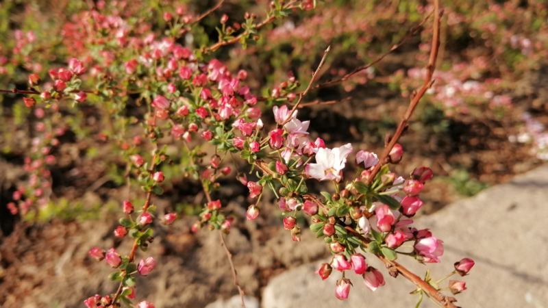 雪柳粉色雪柳喷雪花适合鲜切花，盆花，干枝，高端园艺