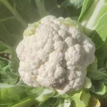 河北邯郸永年蔬菜基地