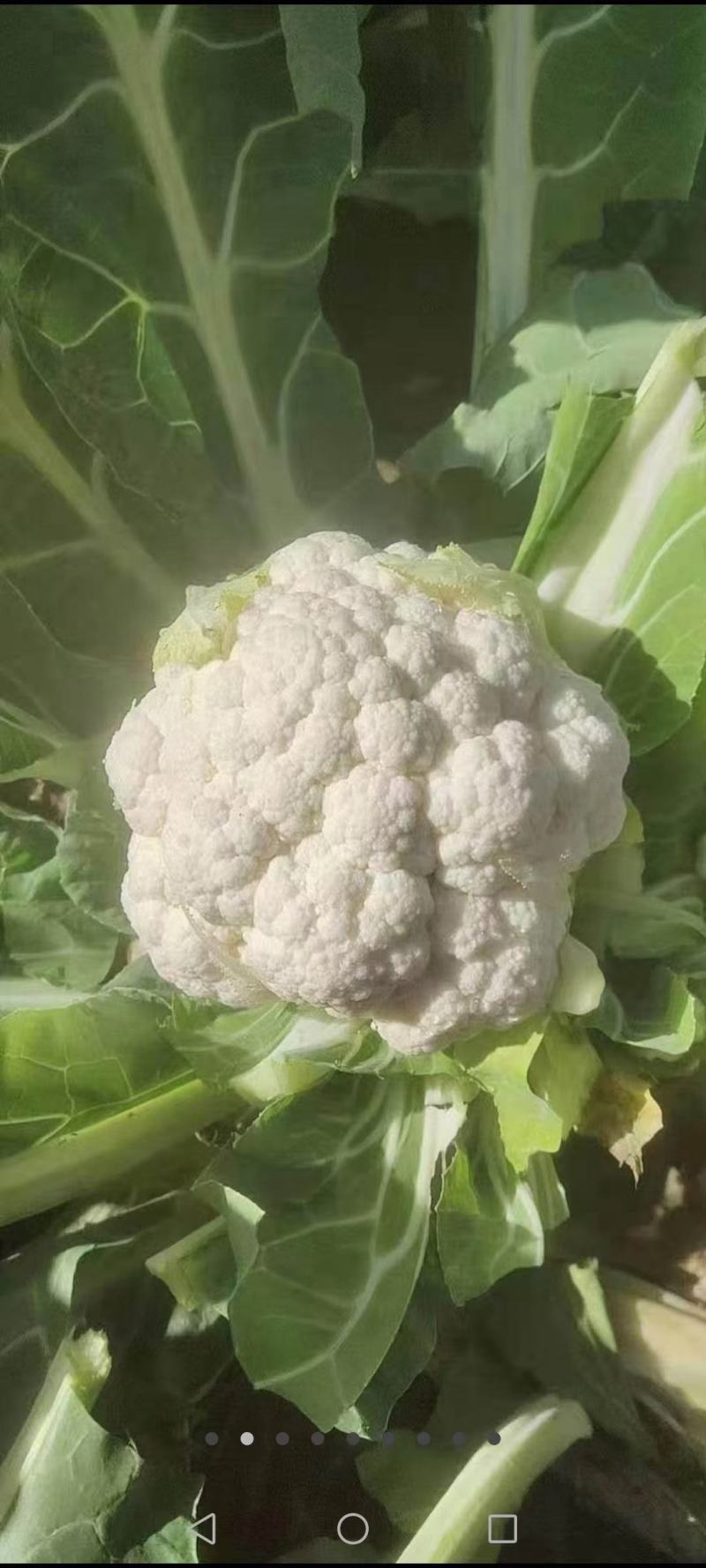 河北邯郸永年蔬菜基地