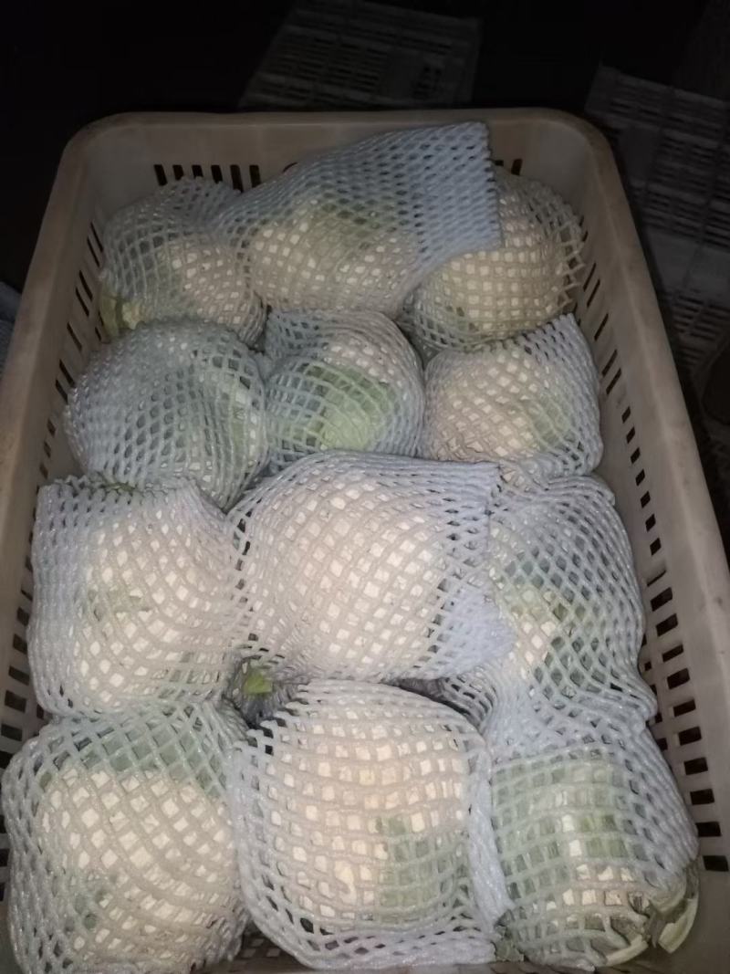 河北邯郸永年蔬菜基地