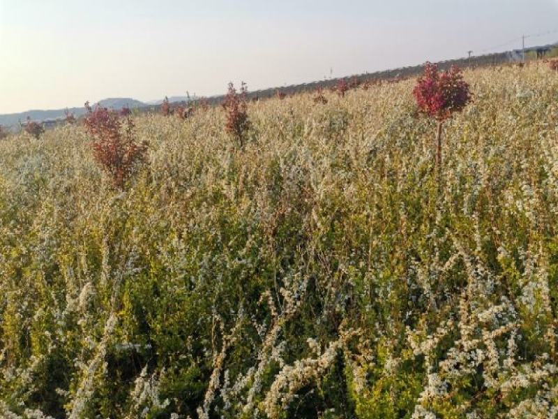 绣线菊珍珠绣线菊雪柳喷雪花支持一件代发