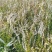绣线菊珍珠绣线菊雪柳喷雪花支持一件代发