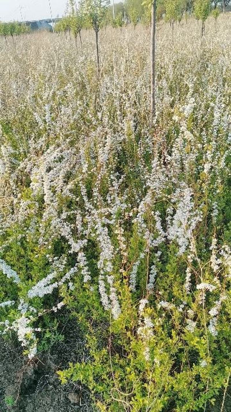 绣线菊珍珠绣线菊雪柳喷雪花支持一件代发