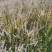 绣线菊珍珠绣线菊雪柳喷雪花支持一件代发