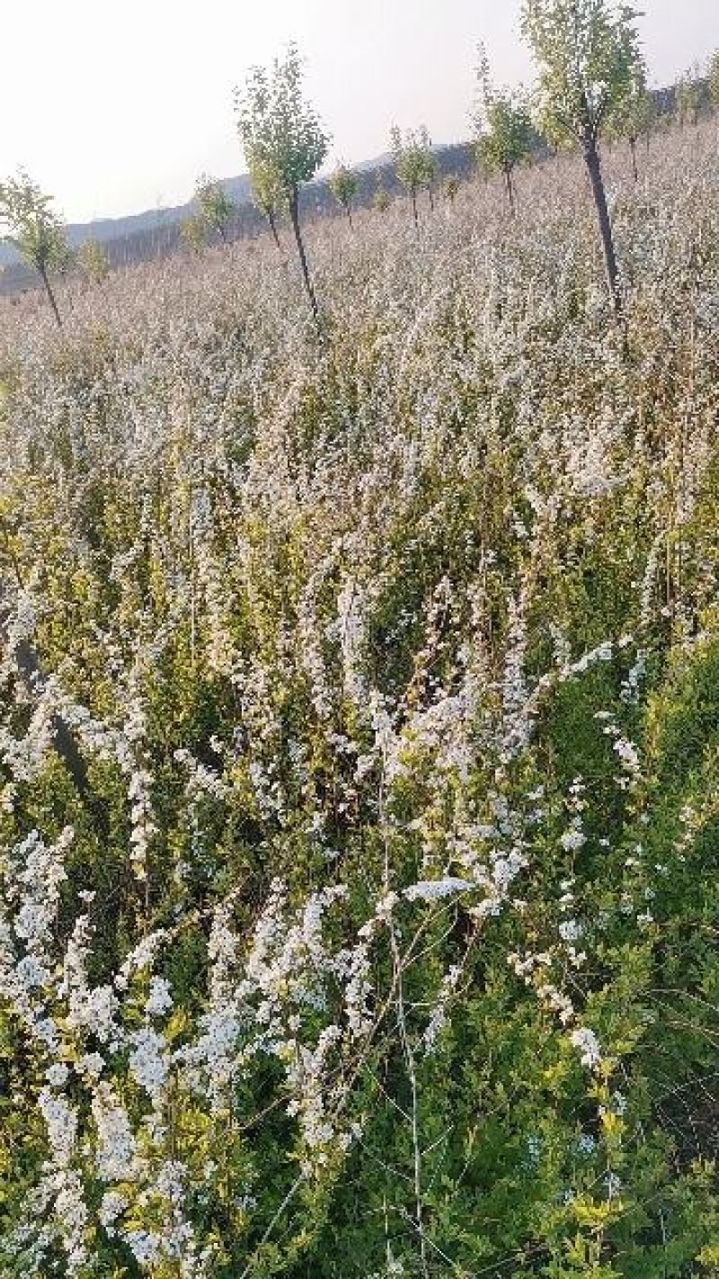 绣线菊珍珠绣线菊雪柳喷雪花支持一件代发