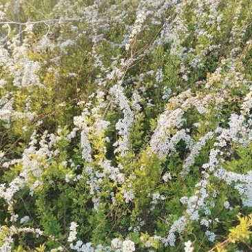 绣线菊珍珠绣线菊雪柳喷雪花支持一件代发