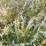 绣线菊珍珠绣线菊雪柳喷雪花支持一件代发