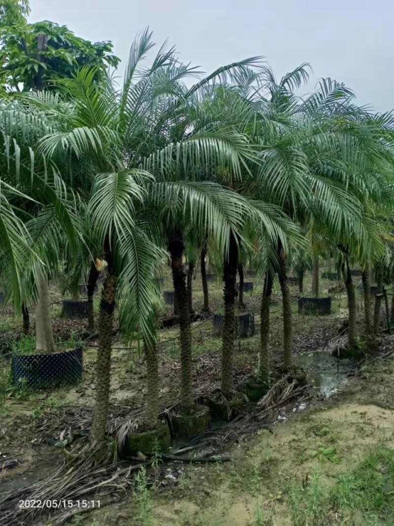 美丽针葵一米到二米高针葵，基地直发，可打木架发货