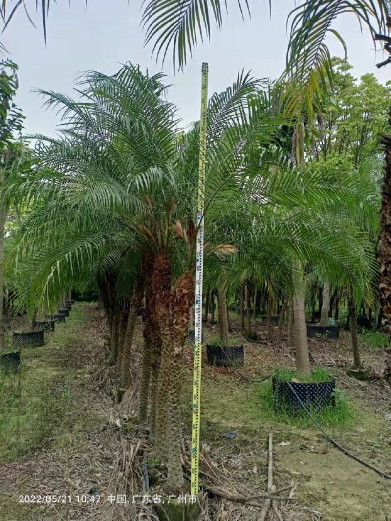 美丽针葵一米到二米高针葵，基地直发，可打木架发货