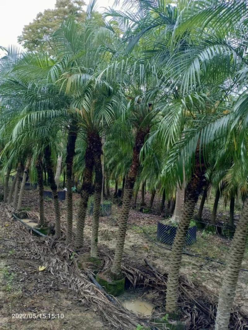 美丽针葵一米到二米高针葵，基地直发，可打木架发货