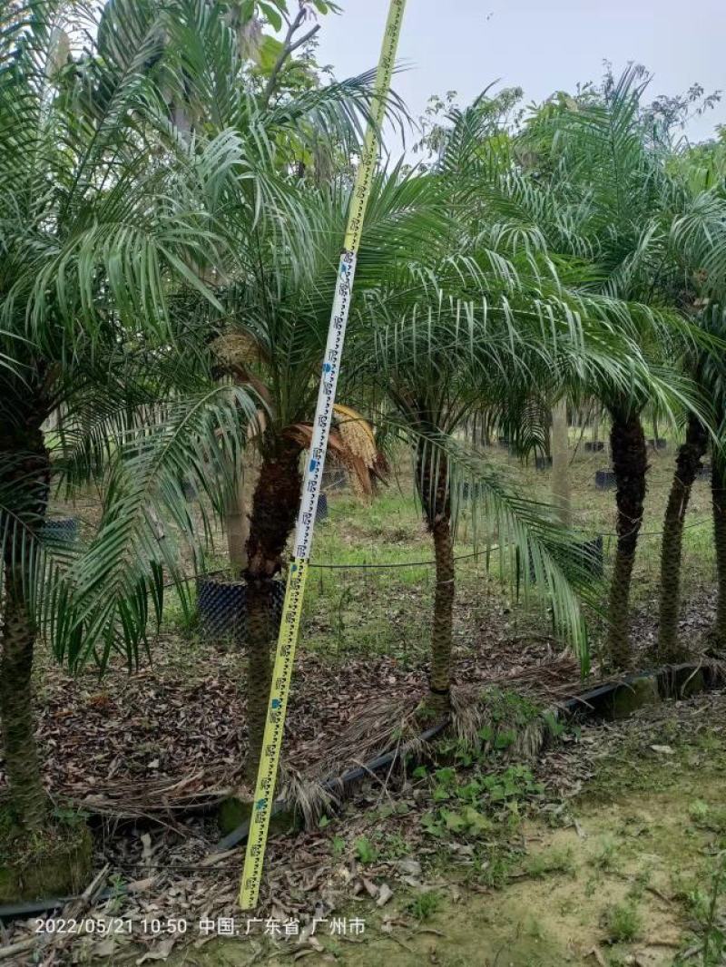 美丽针葵一米到二米高针葵，基地直发，可打木架发货