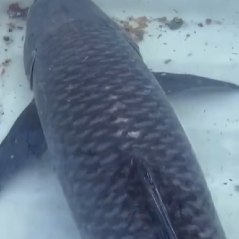 大量出售水库青鱼