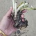 睡莲苗圃直销价格便宜质量佳无中介