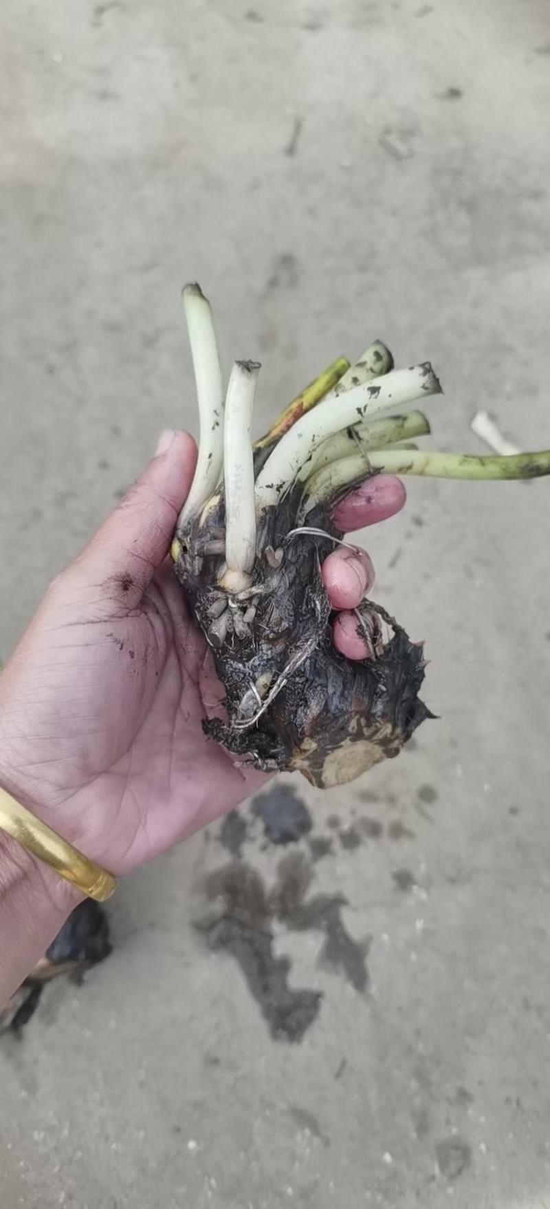 睡莲苗圃直销价格便宜质量佳无中介