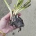 睡莲苗圃直销价格便宜质量佳无中介