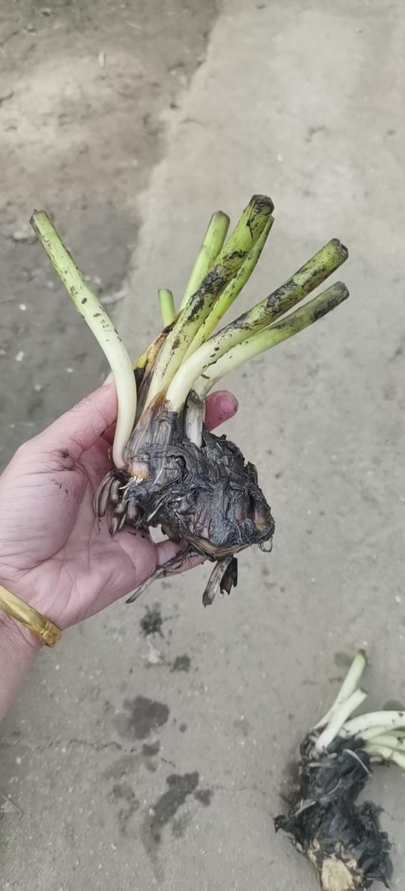 睡莲苗圃直销价格便宜质量佳无中介