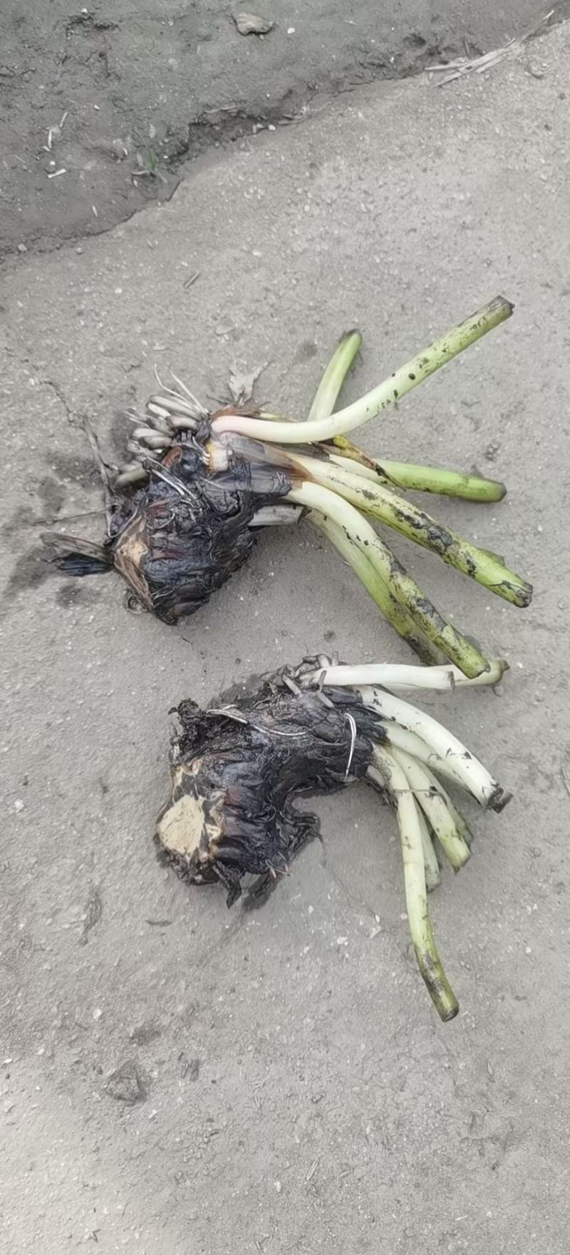 睡莲苗圃直销价格便宜质量佳无中介
