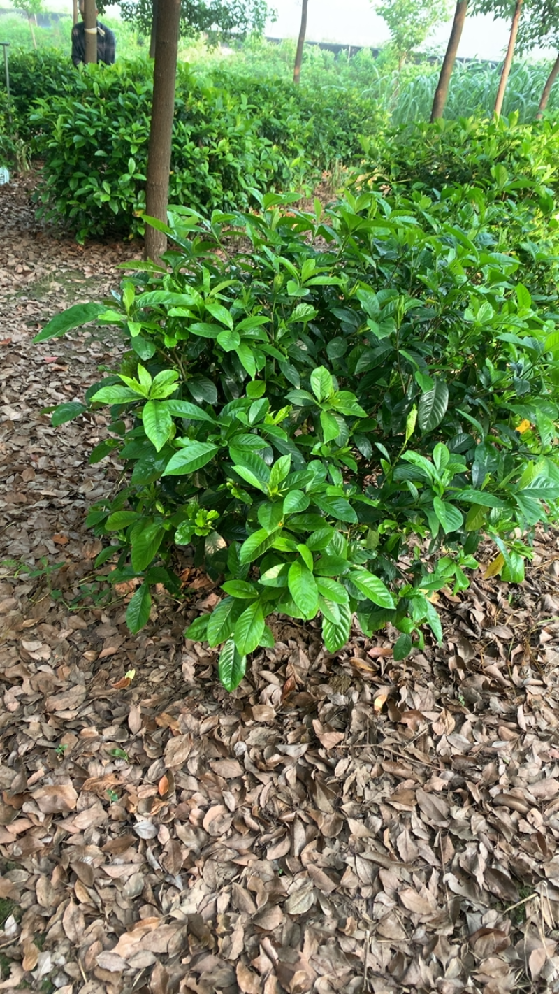 这里有一片灿烂白，只是在等待中，栀子花，精品待开放