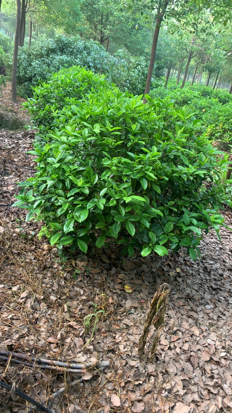 这里有一片灿烂白，只是在等待中，栀子花，精品待开放