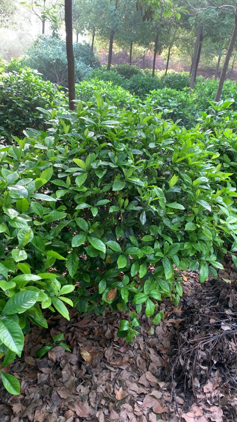 这里有一片灿烂白，只是在等待中，栀子花，精品待开放