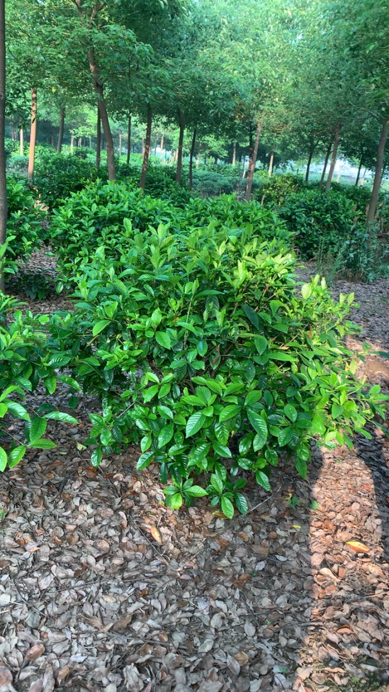 这里有一片灿烂白，只是在等待中，栀子花，精品待开放