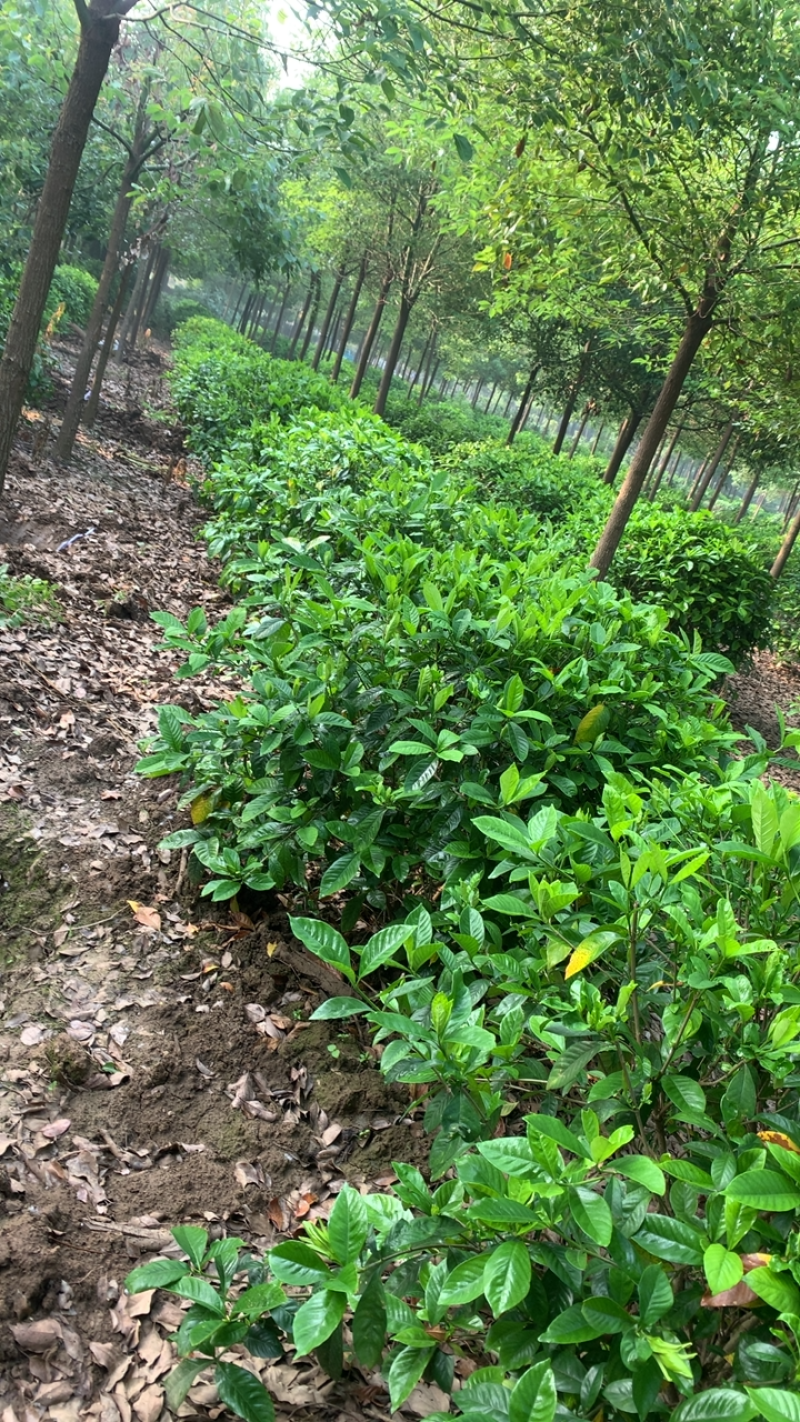 这里有一片灿烂白，只是在等待中，栀子花，精品待开放
