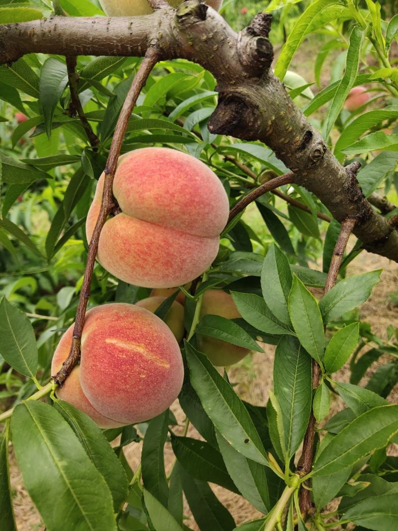 六安市金安翠桃