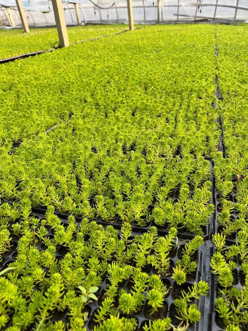 佛甲草金叶佛甲草黄金条基地直销，大量有货。长期有货