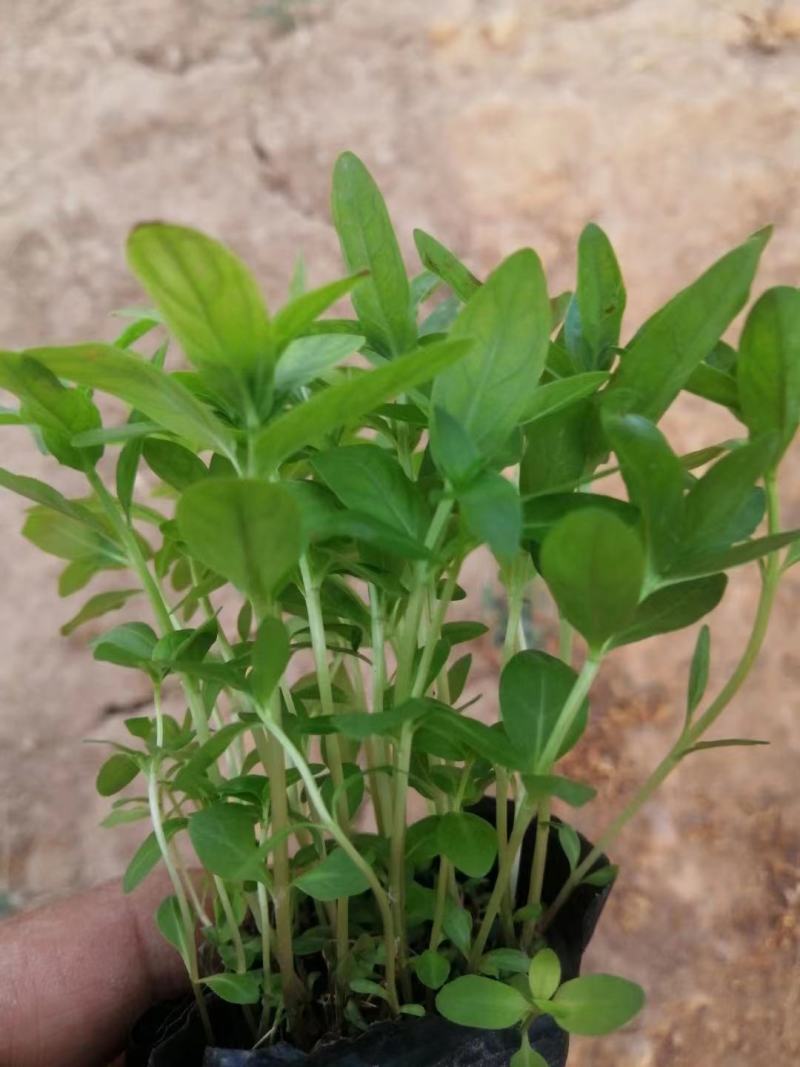 千屈菜山东青州基地直销大量有货质量好价格低