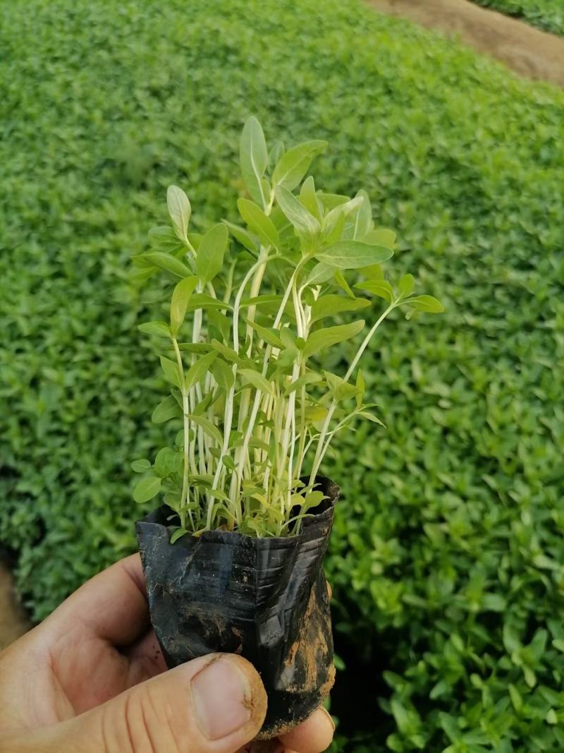 千屈菜山东青州基地直销大量有货质量好价格低