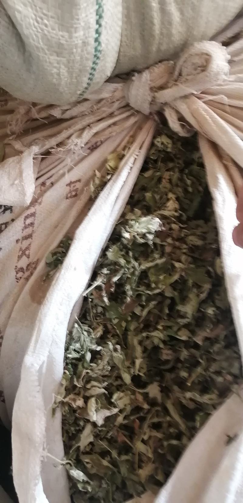 艾叶今年新货有需要联系