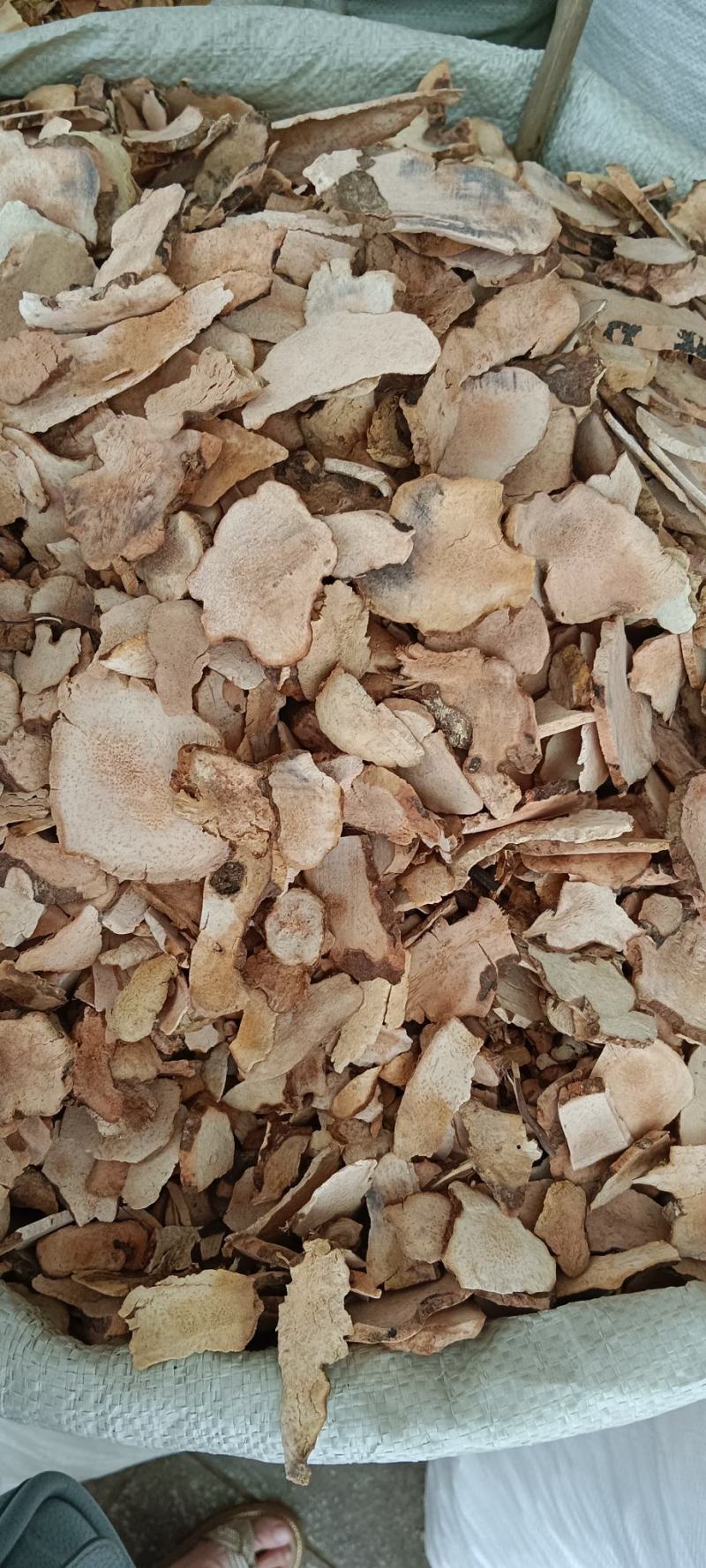 粉质土茯苓，中药材土茯苓