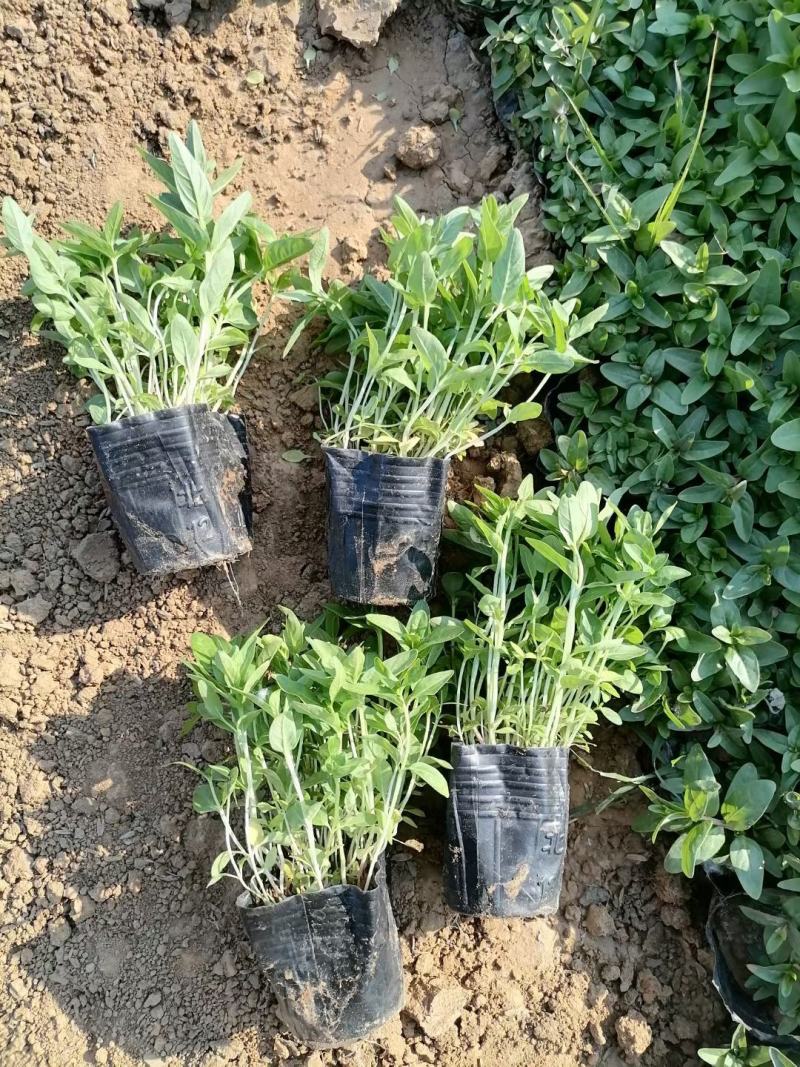 千屈菜山东青州基地直销大量有货质量好价格低