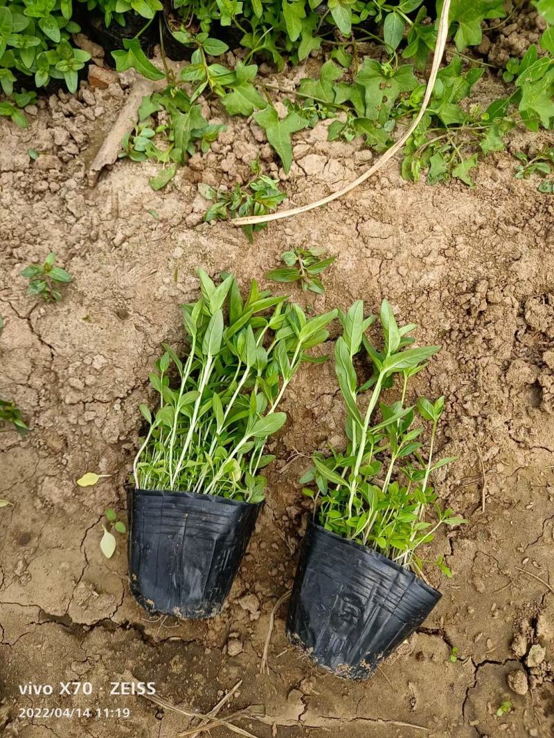 千屈菜山东青州基地直销大量有货质量好价格低