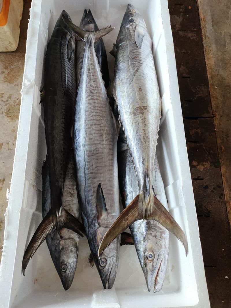 【鲅鱼马胶鱼】10斤以上、10斤以下、海捕产品