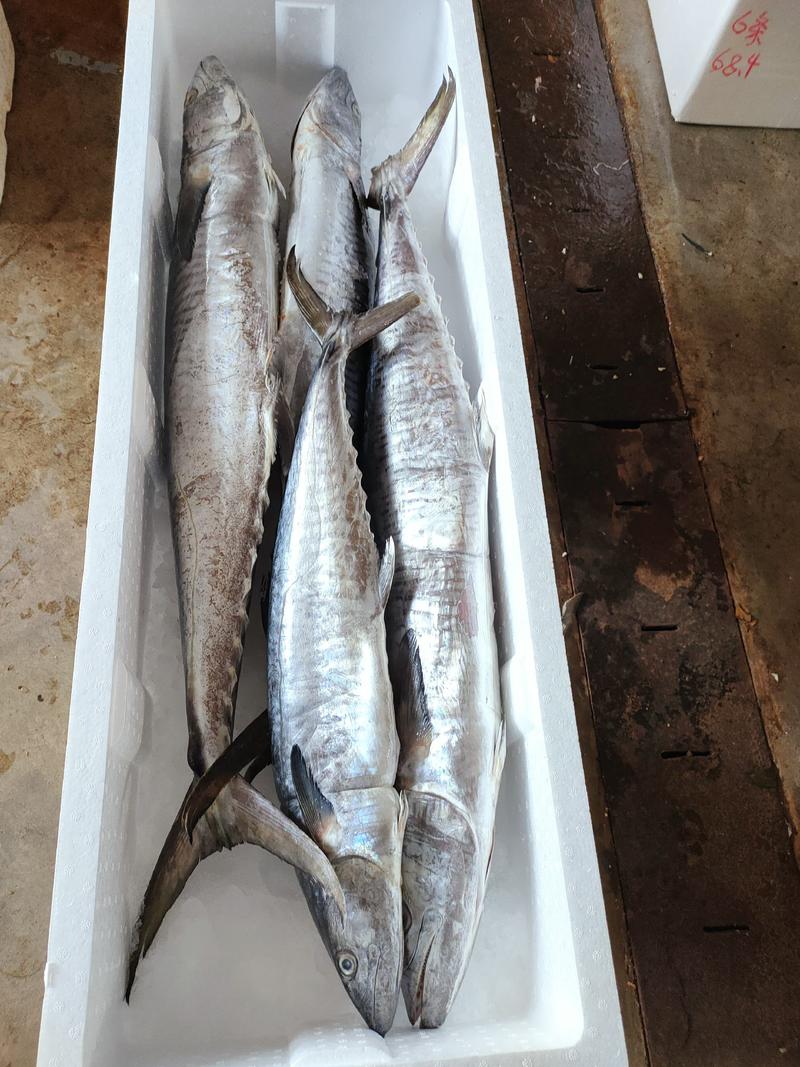 【鲅鱼马胶鱼】10斤以上、10斤以下、海捕产品